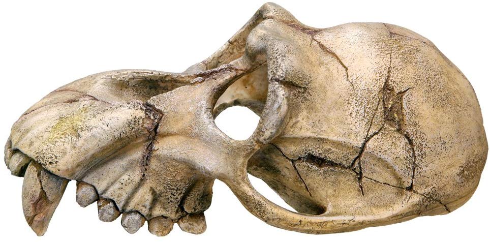Nobby Monkey Skull Aquarium Ornaments, 22.5 x 14.5 x 11 cm, Braun