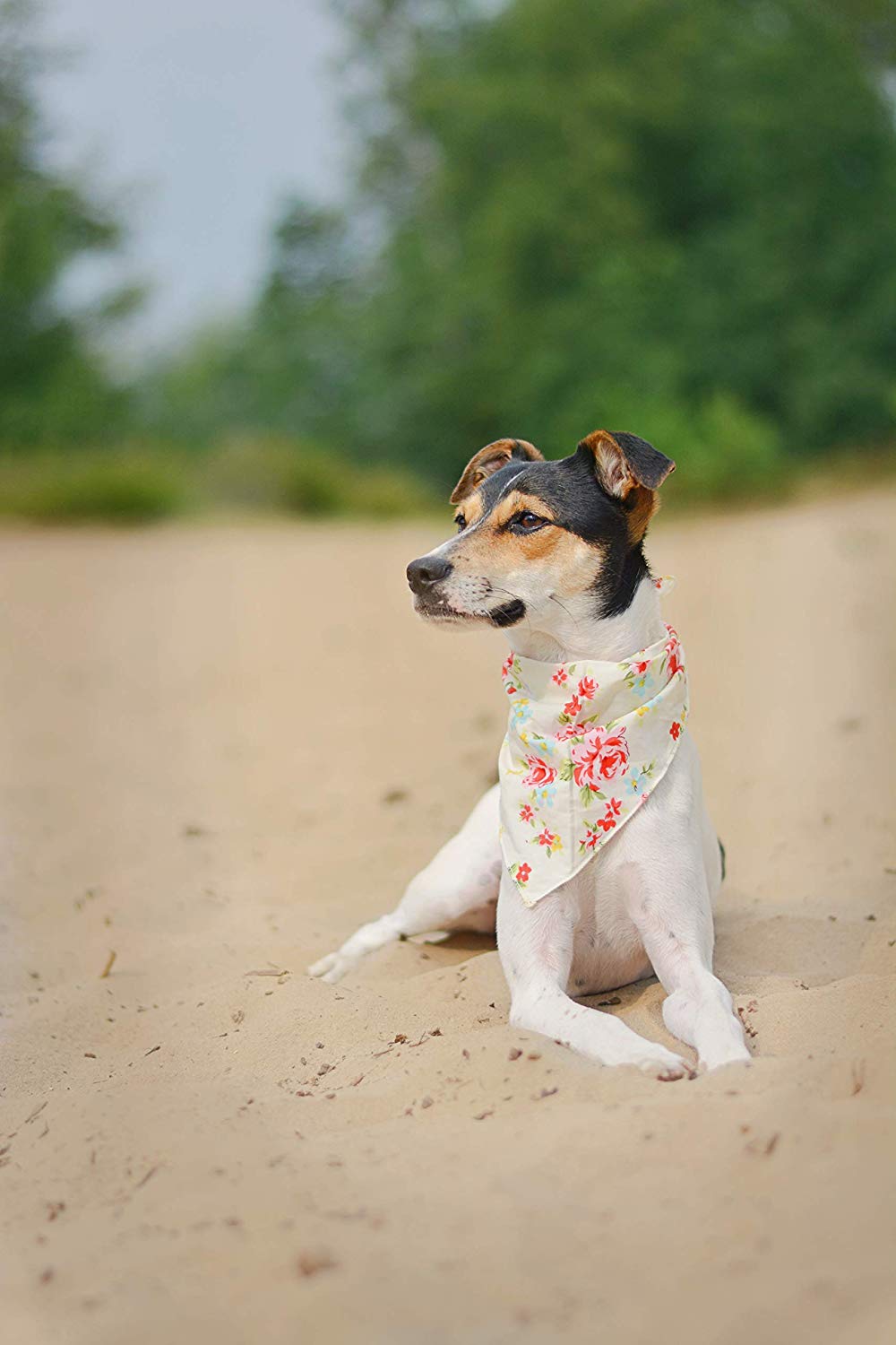 Pet Pooch Boutique Vintage Bandana for Dog Medium/Large, Cream, Cream Vintage - Image 4