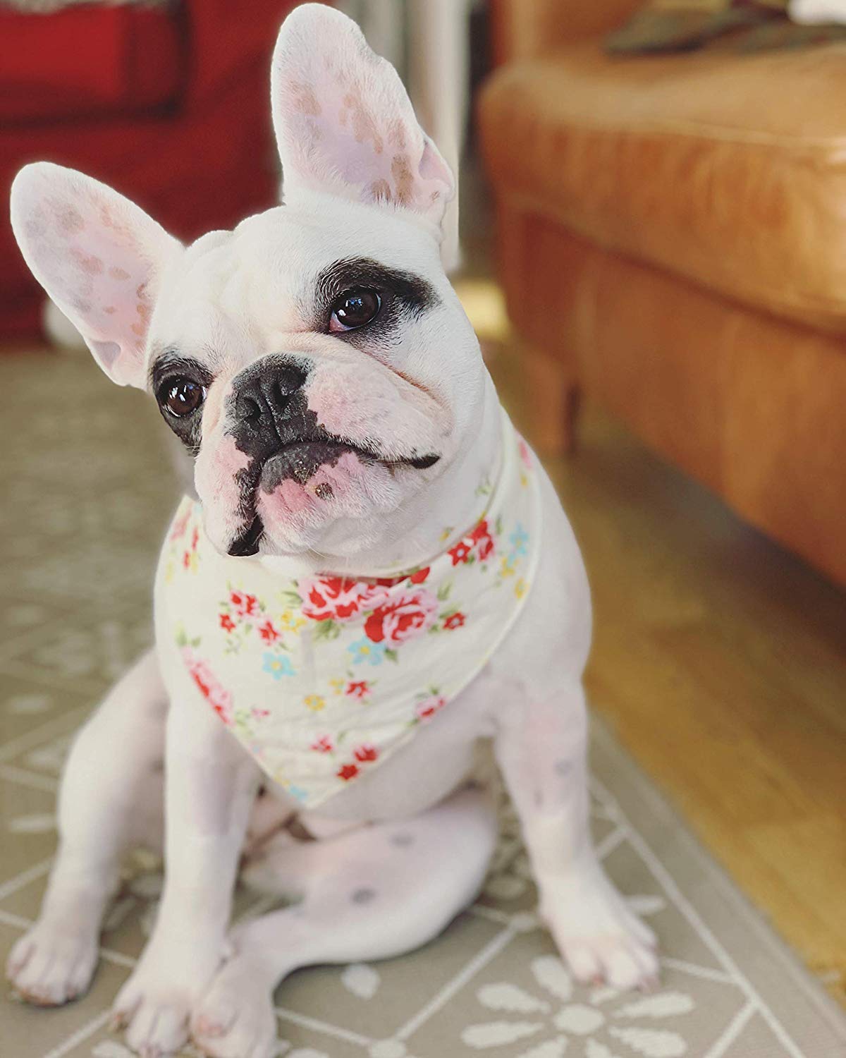 Pet Pooch Boutique Vintage Bandana for Dog Medium/Large, Cream, Cream Vintage