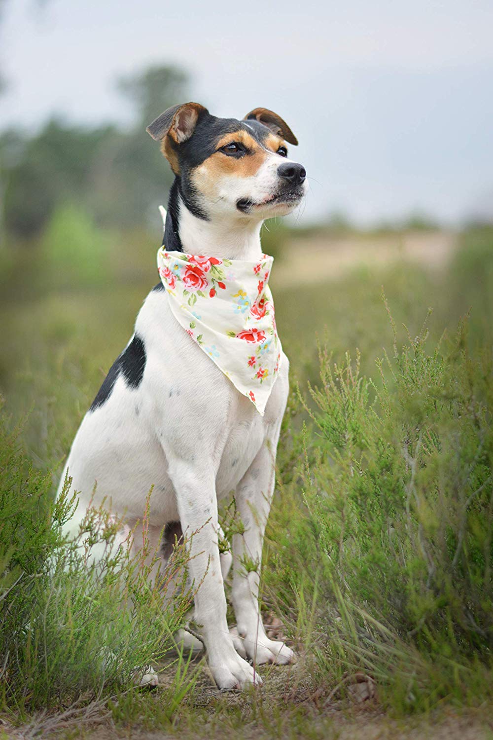 Pet Pooch Boutique Vintage Bandana for Dog Medium/Large, Cream, Cream Vintage - Image 2